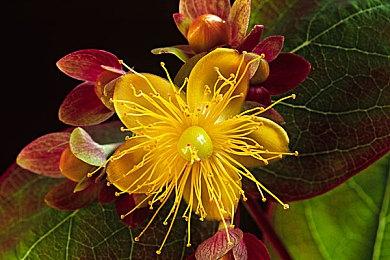 玩家为《生化危机4：重制版》加入2B变身MOD